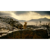 Mufasa: Der König der Löwen (DVD)  Min:...