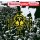 Queensrÿche: Operation: Mindcrime -   - (CD / Titel: H-P)