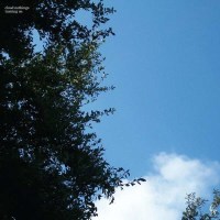 Cloud Nothings: Turning On (Reissue) (Translucent Blue...