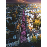 RAV Puzzle Blühendes Bonn  17104 - Ravensburger 17104 - (Spielwaren / Puzzle)