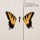 Paramore - Brand New Eyes -   - (CD / Titel: H-P)