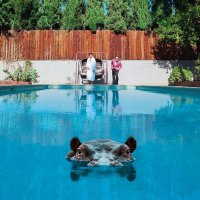 Sparks - Hippopotamus -   - (CD / H)