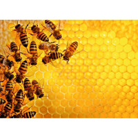 Puzzle Challenge Bienen (1000 Teile)