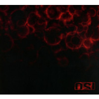 OSI: Blood (Deluxe Edition)